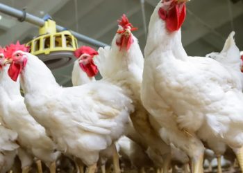 Understanding health remedies used in poultry production