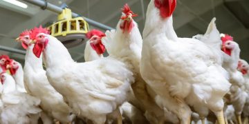 Understanding health remedies used in poultry production