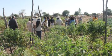 Green Climate Fund projects help smallholder farmers