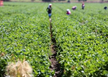 UNDP urges Namibia to increase investment in agriculture