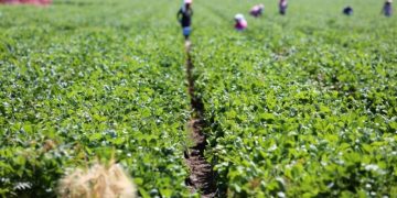 UNDP urges Namibia to increase investment in agriculture