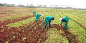 Green scheme bid winners to be announced next year