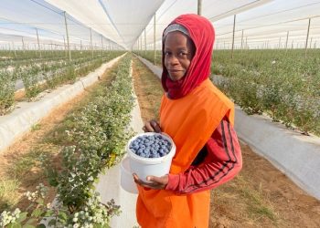 Königstein Capital invests N$100m in Mashare Blueberry project