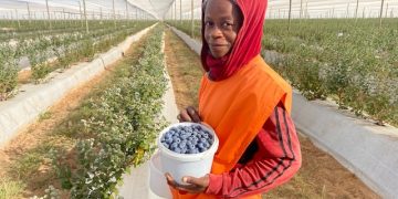 Königstein Capital invests N$100m in Mashare Blueberry project