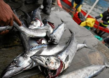 Fish unaffordable for average Namibian