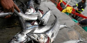 Fish unaffordable for average Namibian