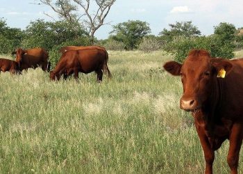 Cattle lung disease control measures lifted in northern Namibia