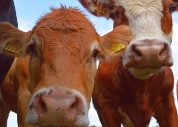 Foot-and-mouth disease detected in Zambezi Region