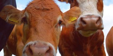Foot-and-mouth disease detected in Zambezi Region