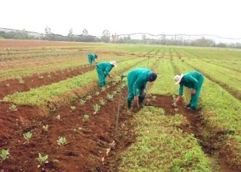 Govt extends Green Schemes bid submissions