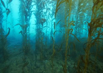 De Beers-backed Kelp Blue to start ops in June