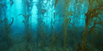 De Beers-backed Kelp Blue to start ops in June
