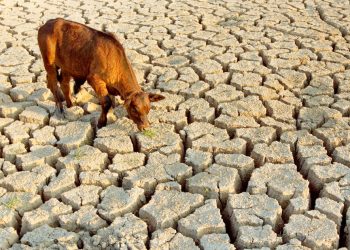 Drought impact manageable – Schlettwein