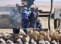 WhatsApp Image 2026-05-19 at 15025 PM | Mining and Energy Namibia | Namibia’s Leading Mining & Energy News Workers in blue uniforms and white helmets inspect a dusty piece of heavy machinery in a desert worksite, with brown paper bags in the foreground.