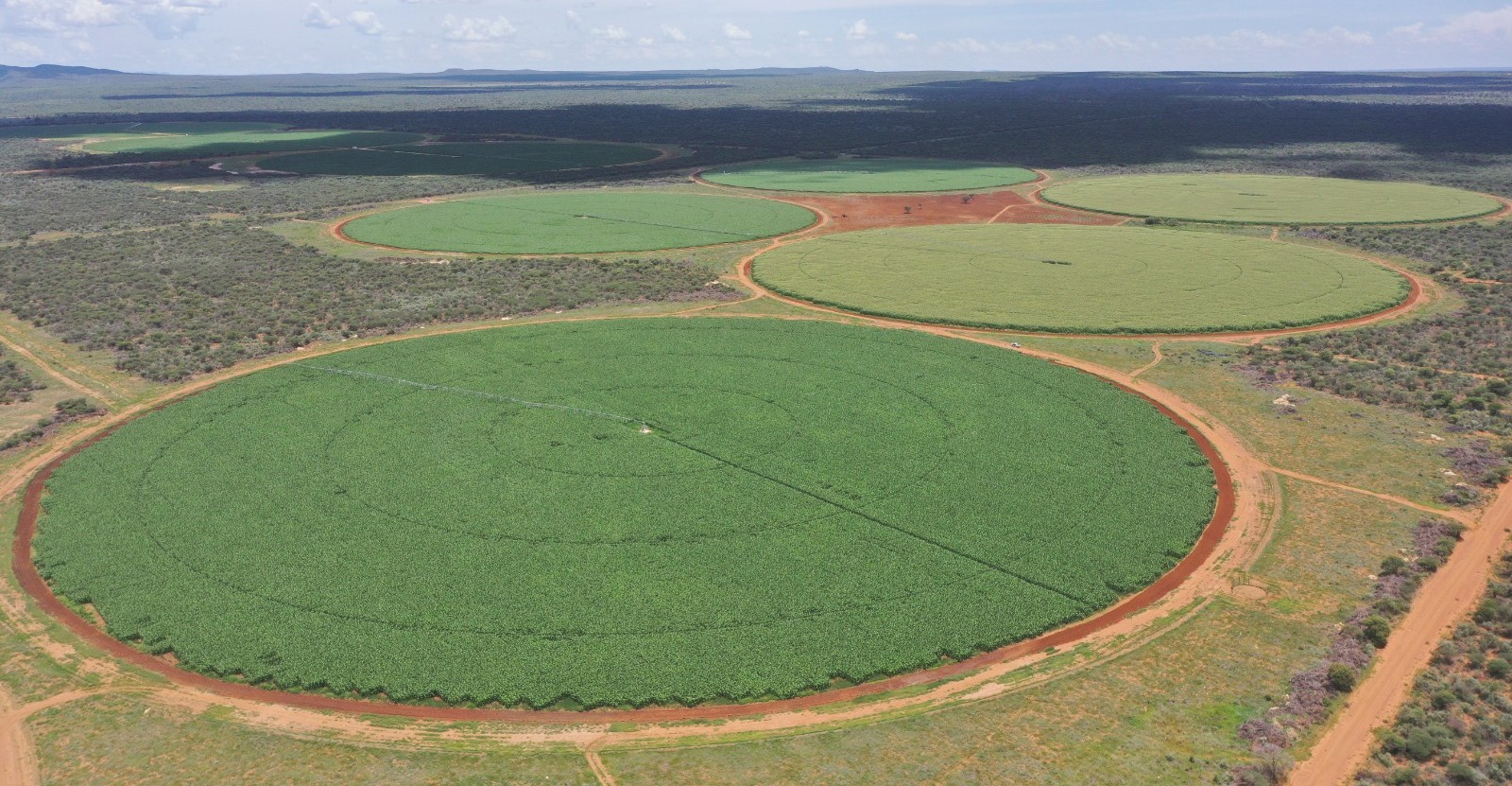 B2Gold expects 2,000-tonne maize harvest from Otjikoto in 2026